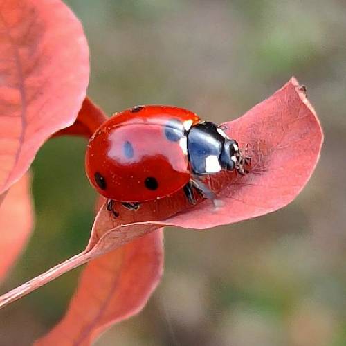 شبا که چشات کاملن ماه من نه نمیخوام بباره باز اشکات